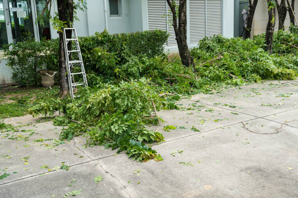 Best Tree Maintenance Programs  in USA